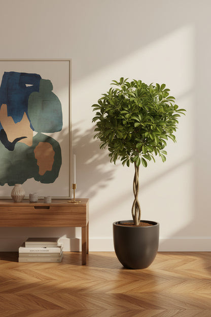 Schefflera arboricola &