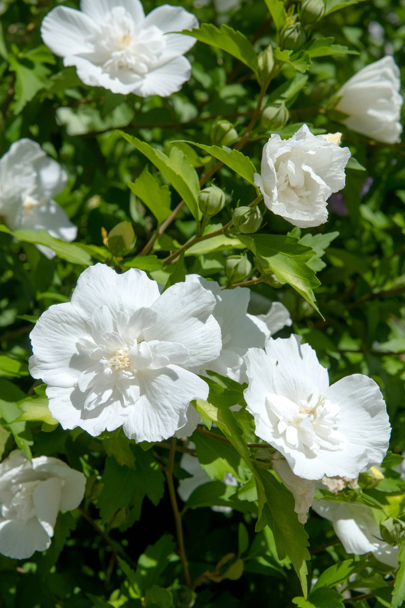 Hibiscus syriacus White Chiffon® na pniu (ketmia syryjska) — H90 cm | Doniczka Ø19 cm