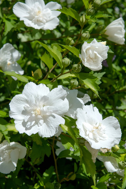 Hibiscus syriacus White Chiffon® na pniu (ketmia syryjska) — H90 cm | Doniczka Ø19 cm
