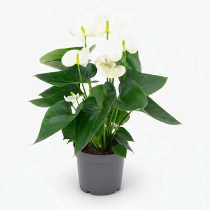 Anthurium White — Ø12 cm — H43 cm