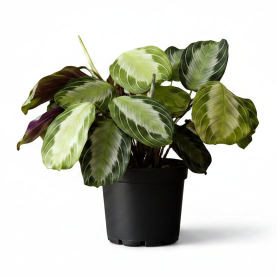 Maranta leuconeura &