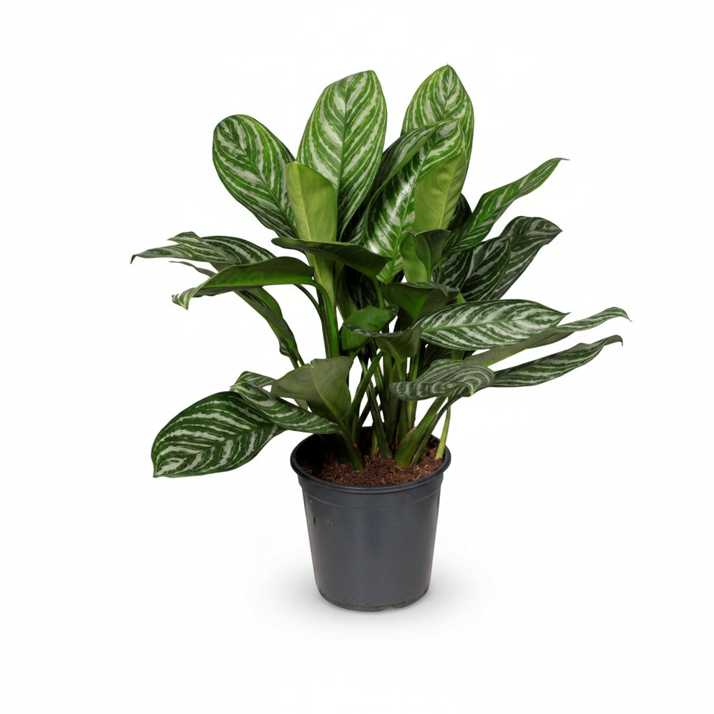 Aglaonema &