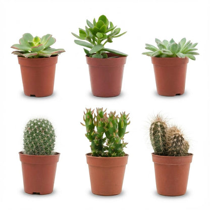 Mix cactus et succulentes — H5-10 cm | Pot Ø5,5 cm