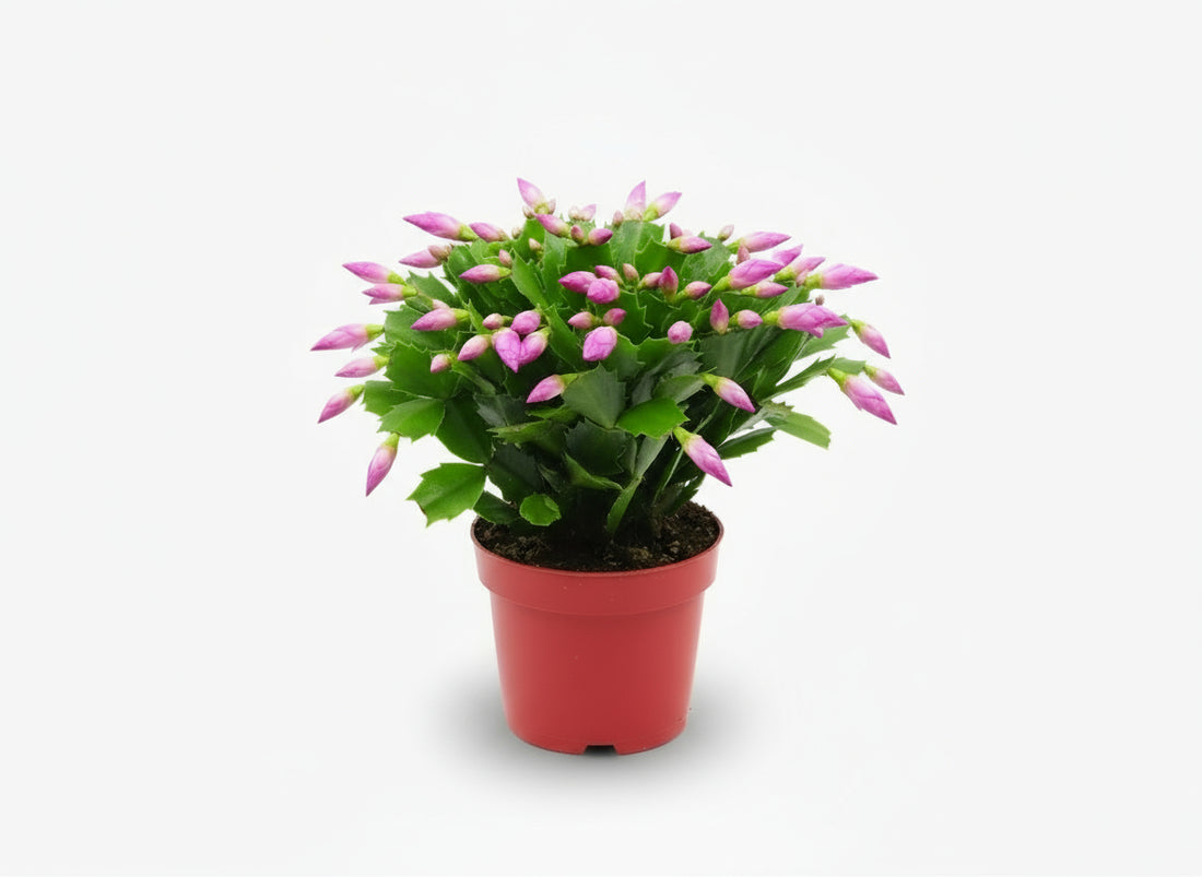 Schlumbergera rose — Ø17 cm — H35 cm