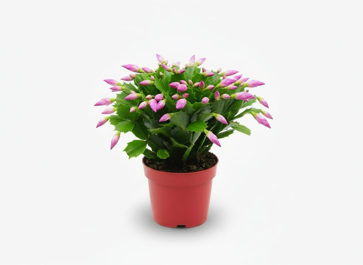 Schlumbergera rose — Ø17 cm — H35 cm