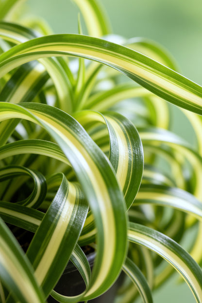 Chlorophytum comosum &