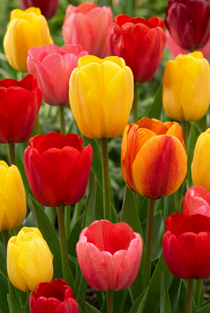 Tulipe Darwin hybride en mélange (Tulipes multicolores) — Bulbes calibre 11/12