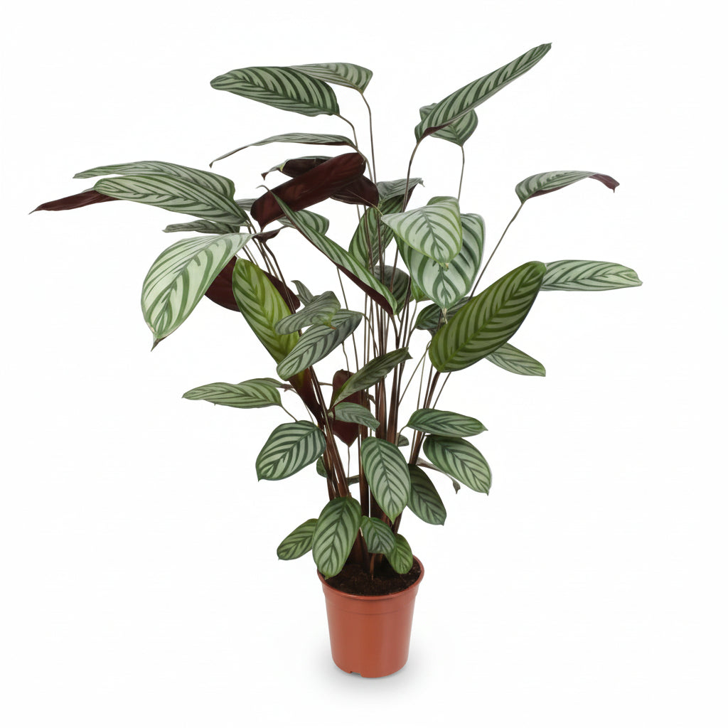 Ctenanthe oppenheimiana (Roślina Nigdy Nigdy)