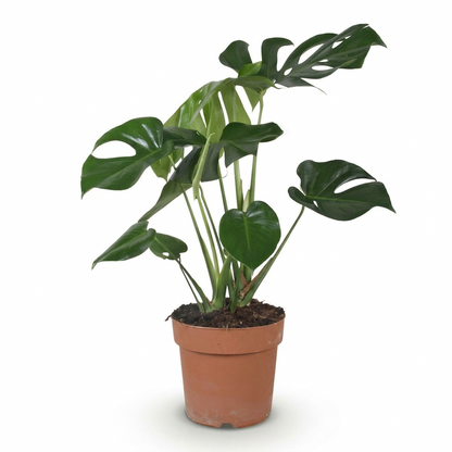 Monstera Deliciosa (Planta amb forats)