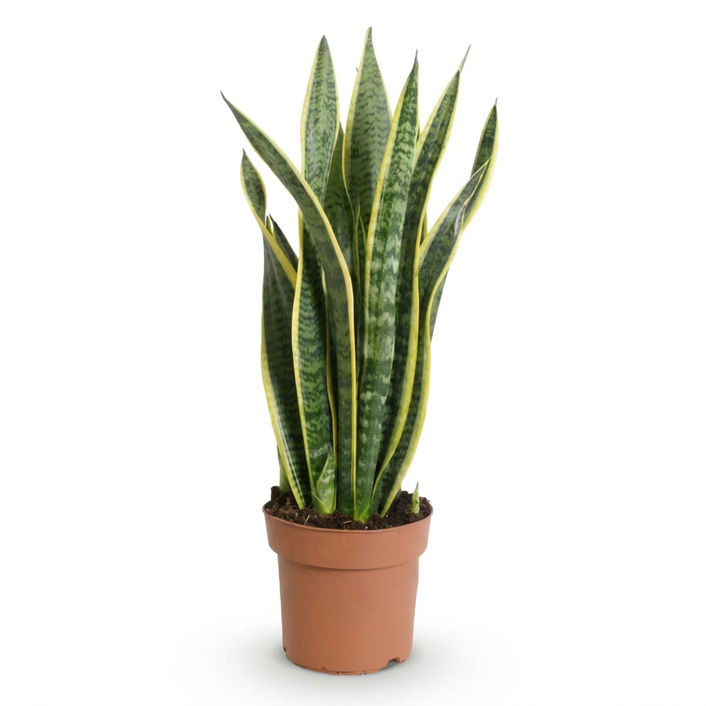 Sansevieria trifasciata &