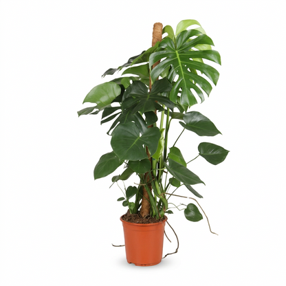 Monstera Deliciosa (Planta amb forats)