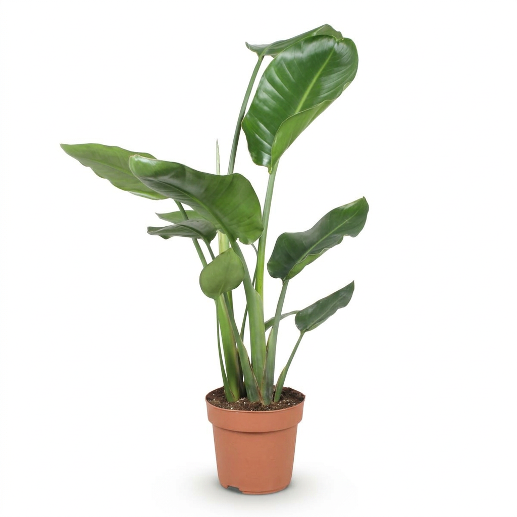 Strelitzia Nicolai (Ocell del paradís blanc)