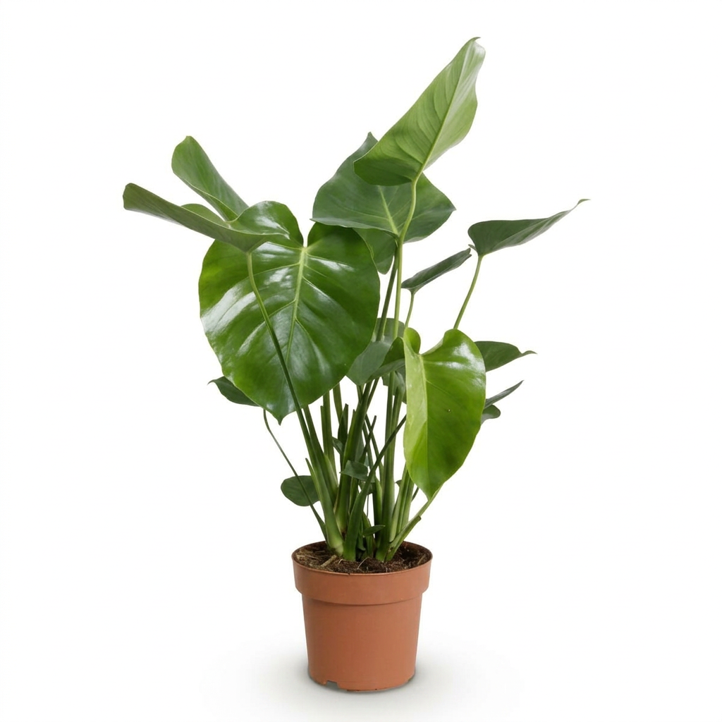 Monstera Deliciosa (Planta amb forats)