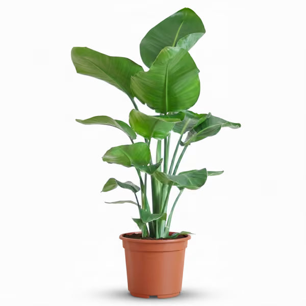 Strelitzia Nicolai (Ave del paraíso blanca)