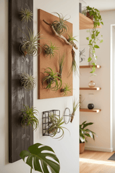 Tillandsia Air mix — Lote de 10 plantas aéreas — Ø6 cm - Verdeia - 4