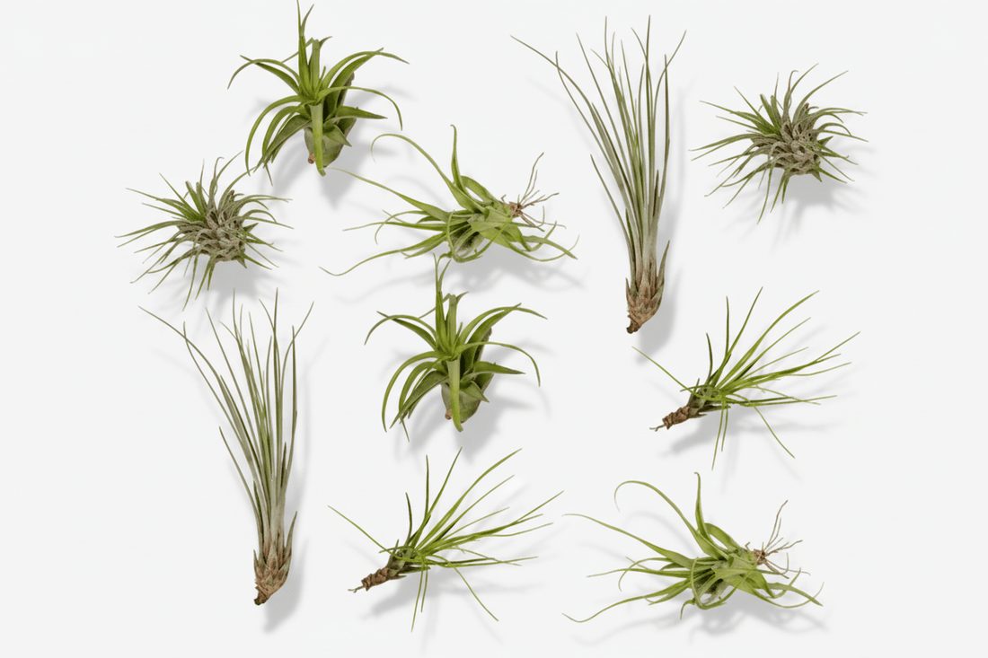 Tillandsia Air mix — Lote de 10 plantas aéreas — Ø6 cm - Verdeia - 1