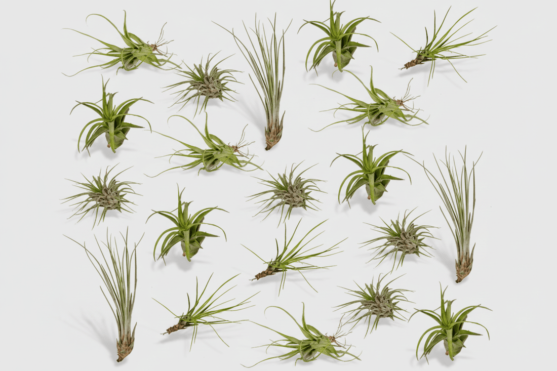 Tillandsia Air mix — Lote de 20 plantas aéreas — Ø6 cm - Verdeia - 1