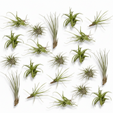 Tillandsia Air mix — Set of 20 air plants — Ø6 cm - Verdeia - 1