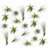 Tillandsia Air mix — Set of 20 air plants — Ø6 cm - Verdeia - 1