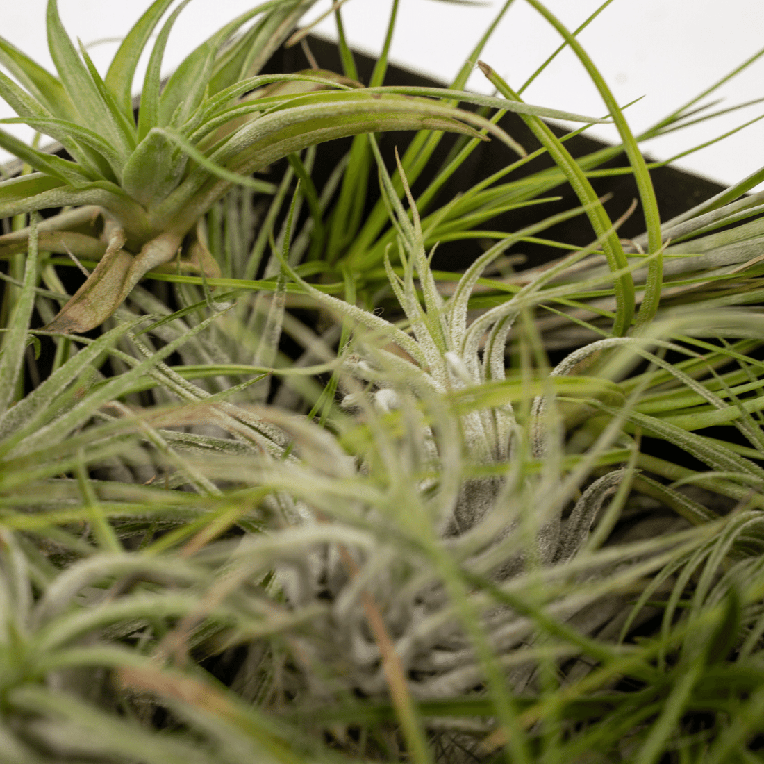 Tillandsia Air mix — Lote de 20 plantas aéreas — Ø6 cm - Verdeia - 2