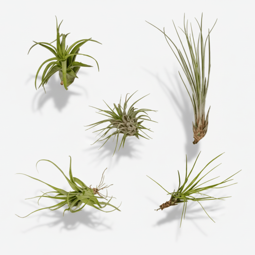Tillandsia Air mix — Plantas aéreas — Lote de 5 — Ø6 cm - Verdeia - 1