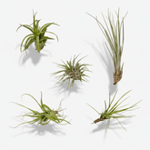 Tillandsia Air mix — Plantas aéreas — Lote de 5 — Ø6 cm - Verdeia - 1