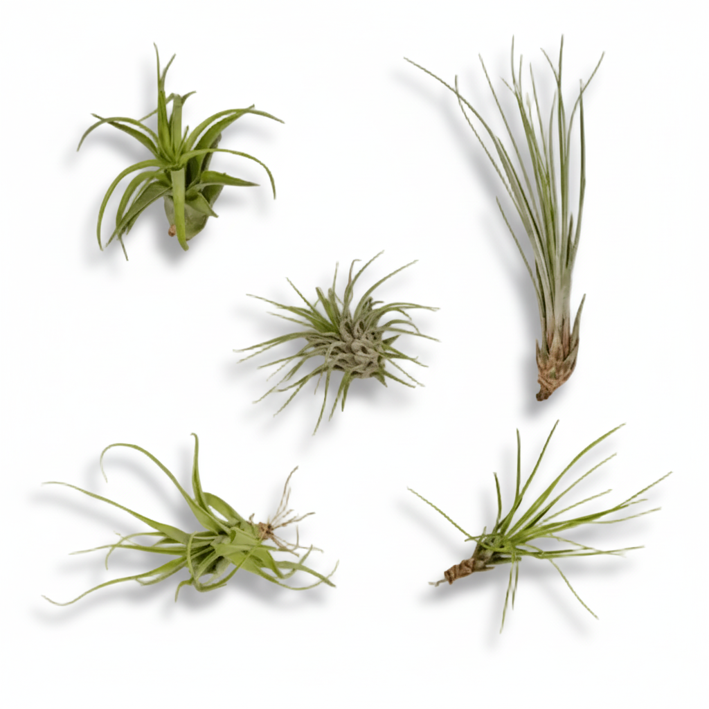 Tillandsia Air mix — Plantas aéreas — Lote de 5 — Ø6 cm - Verdeia - 1