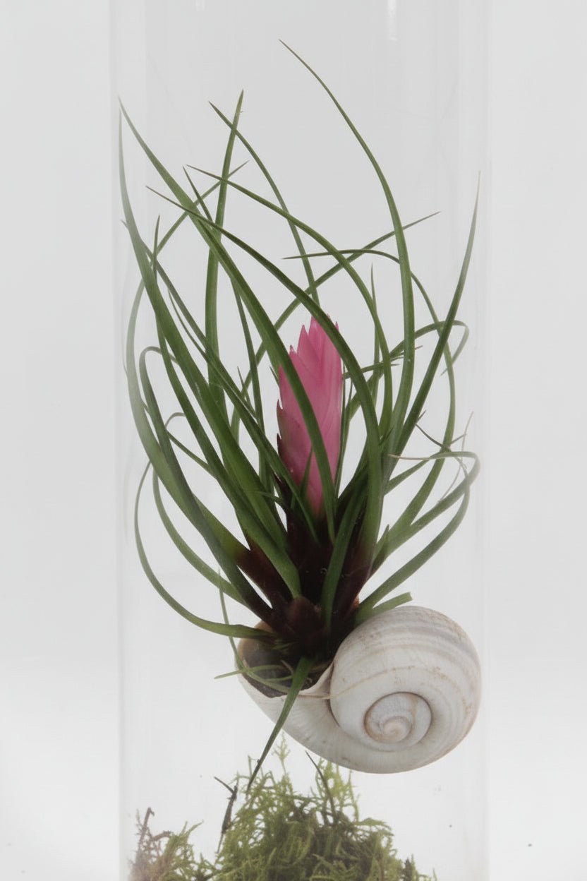 Close-up of the flower of the Tillandsia cyanea pink quill