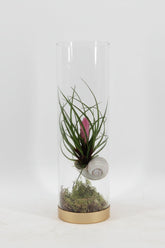 Tillandsia cyanea — Pluma rosa sobre fondo blanco