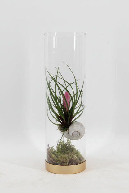 Tillandsia cyanea — Pluma rosa sobre fondo blanco