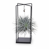 Tillandsia ionantha Abdita – Mezcla de plantas aéreas en cubo – D20cm x A20 cm - Verdeia - 1