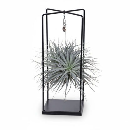 Tillandsia ionantha Abdita – Air Plant Cube Mix – Ø20cm – ↕20cm - Verdeia