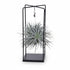 Tillandsia ionantha Abdita – Air Plant Cube Mix – Ø20cm – ↕20cm - Verdeia