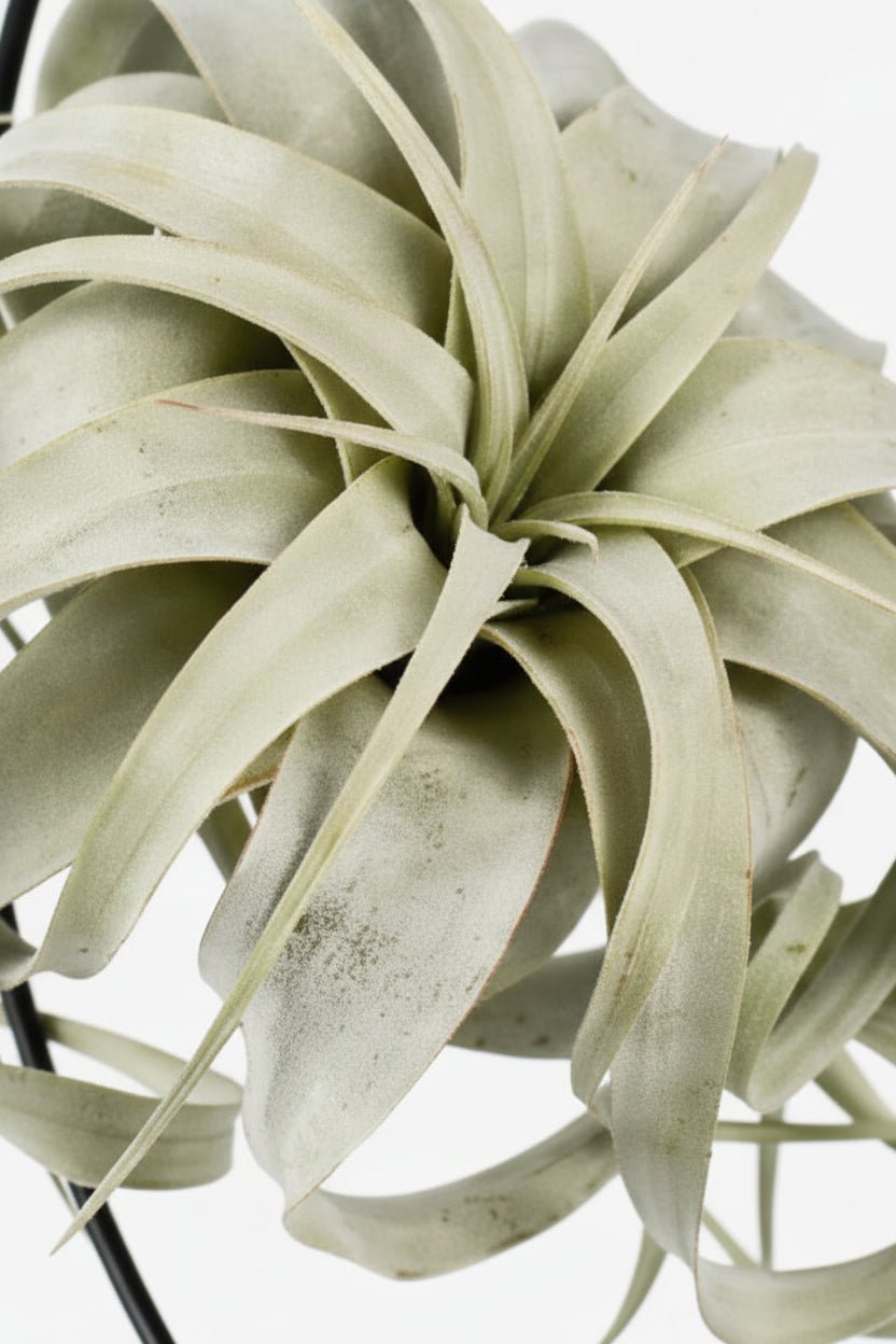 Tillandsia King Xero — Planta aérea — Ø12 cm — H23 cm - Verdeia - 2