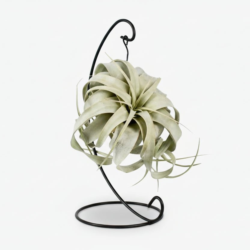 Tillandsia King Xero — Planta aérea — Ø12 cm — H23 cm - Verdeia - 1