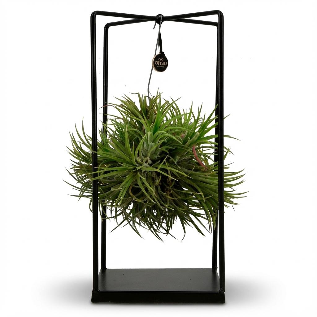 Tillandsia (vzdušná rostlina) — V37 cm | Kovový rám Ø14 cm - Verdeia - 1
