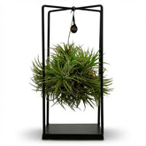 Tillandsia (planta aérea) — A37 cm | Estrutura metálica Ø14 cm - Verdeia - 1