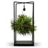 Tillandsia (planta aérea) — A37 cm | Estrutura metálica Ø14 cm - Verdeia - 1