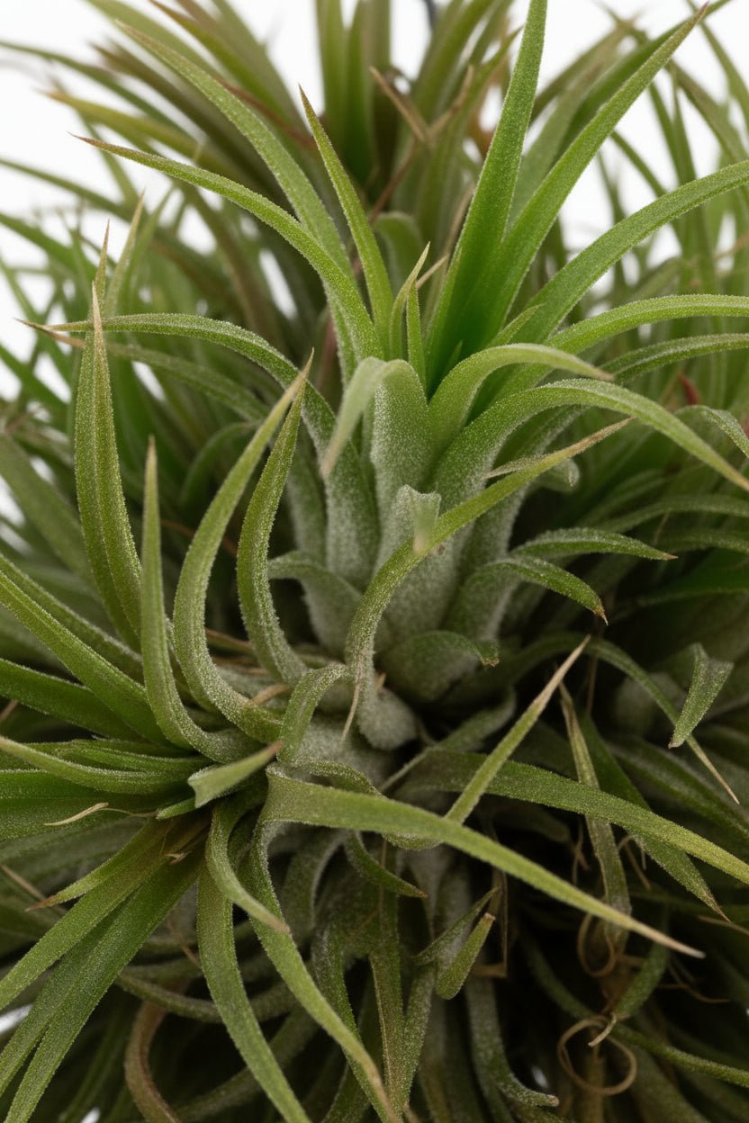 Tillandsia (planta aérea) — H37 cm | Estrutura metálica Ø14 cm - Verdeia - 2