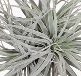 Tillandsia Super Silver XL – Planta aérea de interior – D20 x H15 cm - Verdeia - 2