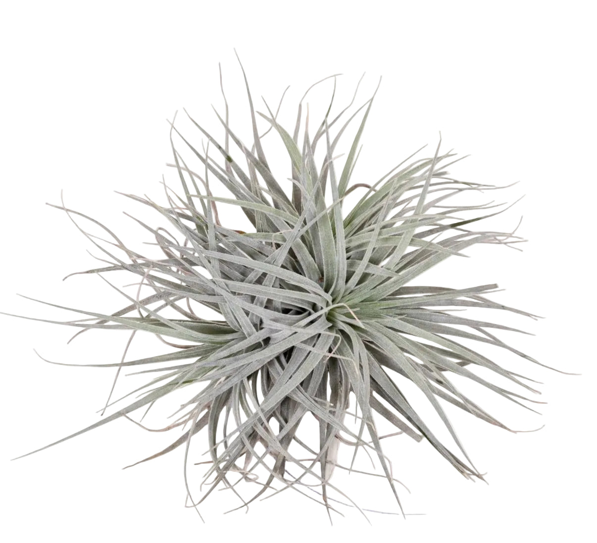 xl air plant Tillandsia Super Silver XL — Air Plant