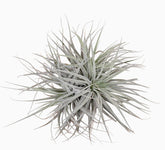 Tillandsia Super Silver XL – Planta aérea de interior – D20 x A15 cm - Verdeia - 1