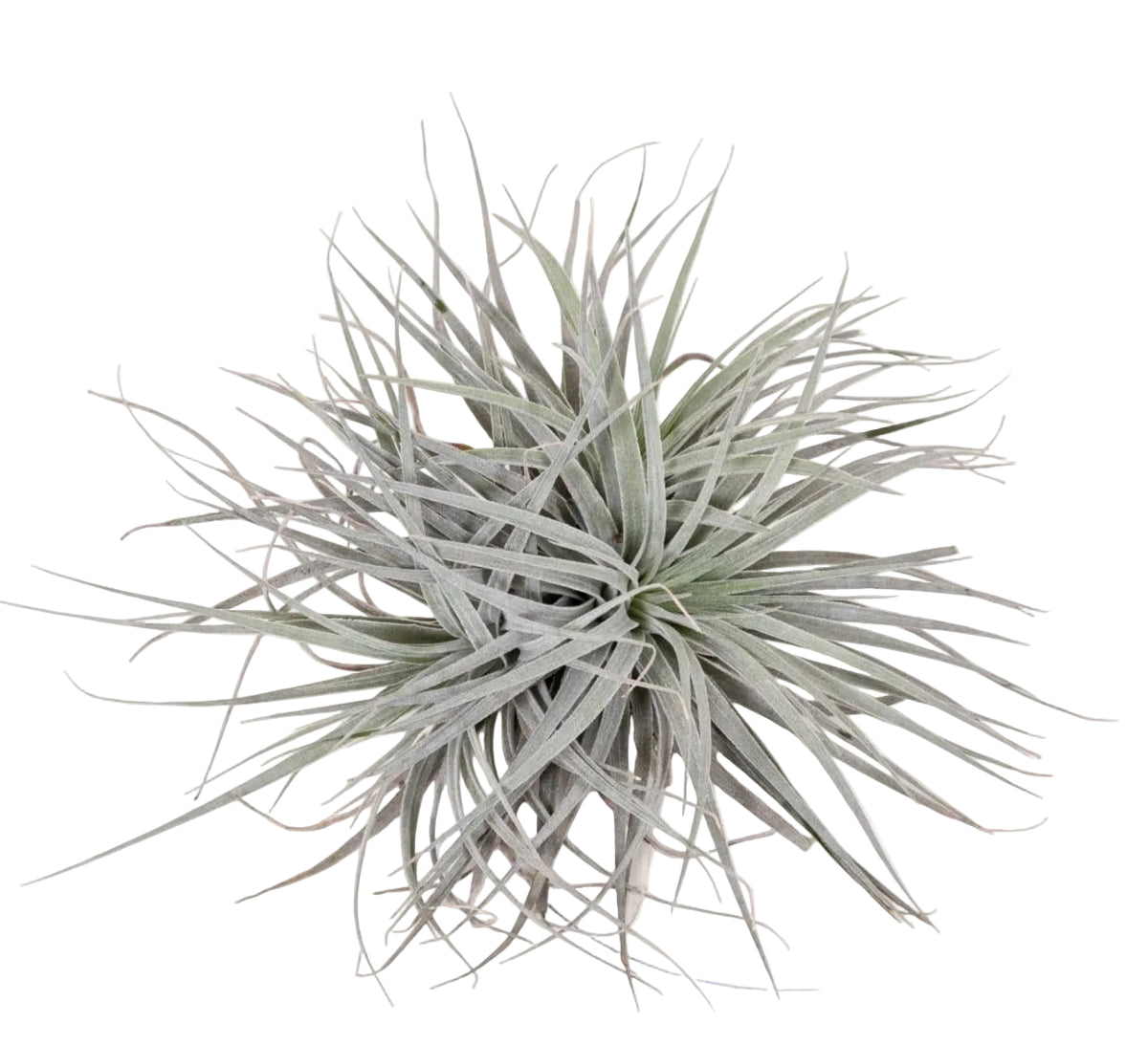 Tillandsia Super Silver XL – Planta aérea de interior – D20 x A15 cm - Verdeia - 1