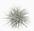 Tillandsia Super Silver XL – Plante aérienne d’intérieur – Ø20cm – ↕15cm - Verdeia