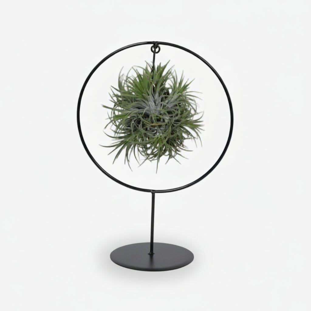 Tillandsia sur anneau métal — Plante aérienne design - Verdeia - 1