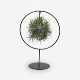 Tillandsia sur anneau métal — Plante aérienne design - Verdeia - 1