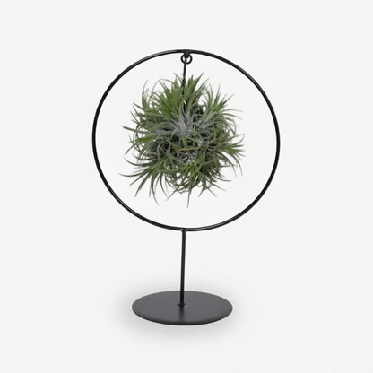 Tillandsia sur anneau métal — Plante aérienne design - Verdeia - 1