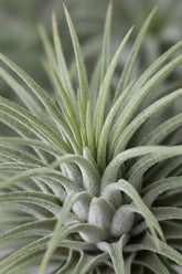 Tillandsia sur anneau métal — Plante aérienne design - Verdeia - 2
