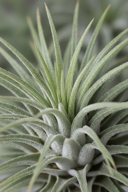 Tillandsia sur anneau métal — Plante aérienne design - Verdeia - 2