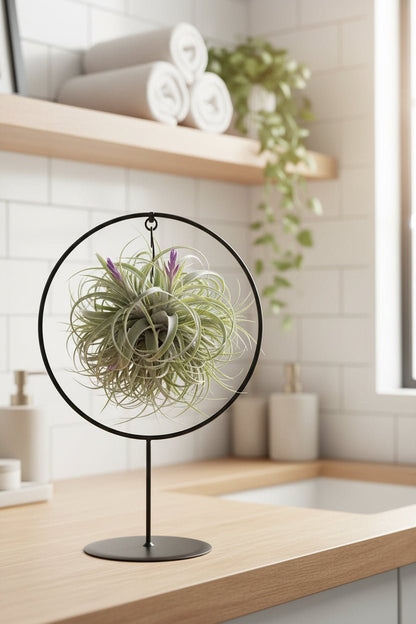 Tillandsia sur anneau métal — Plante aérienne design - Verdeia - 4